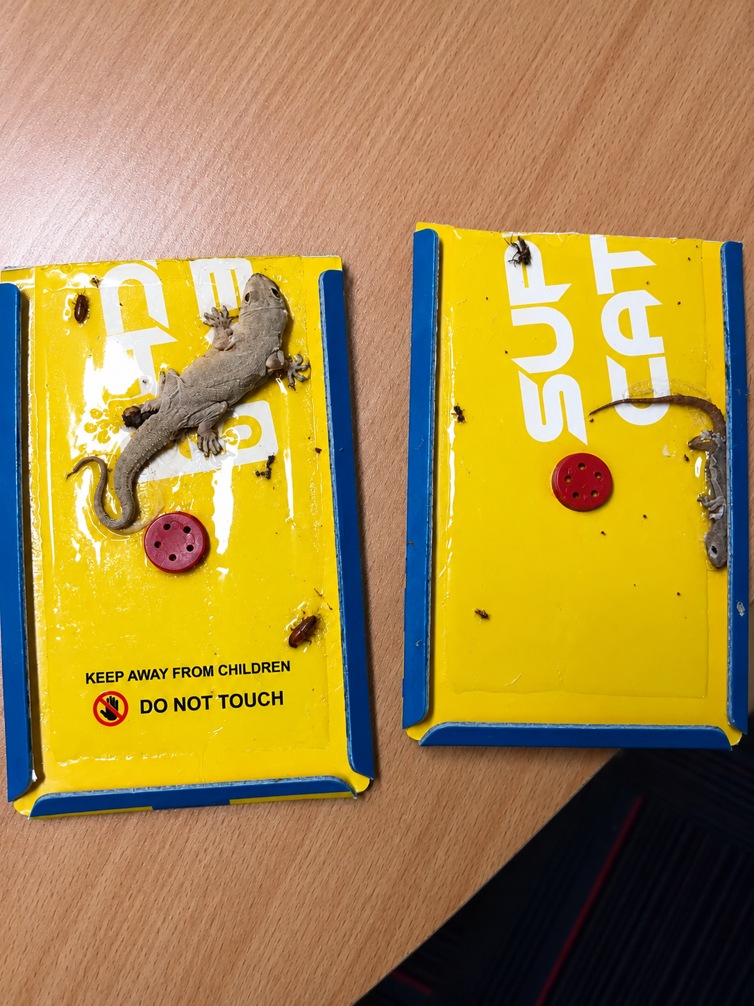 Lizard Control Service